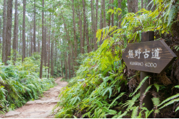 Durch heilige Wälder – den japanischen Jakobsweg erwandern, 5 Tage
