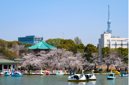 Gaumenfreuden pur – die japanische Küche geniessen, 13 Tage
