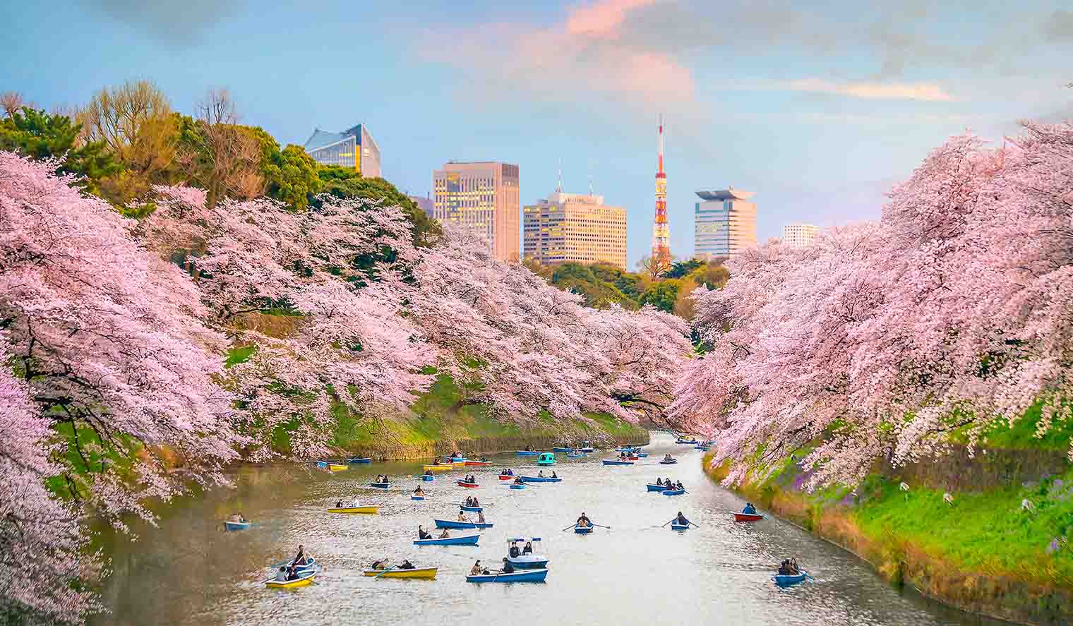 Kirschblüten ueno park fluss in tokyo
